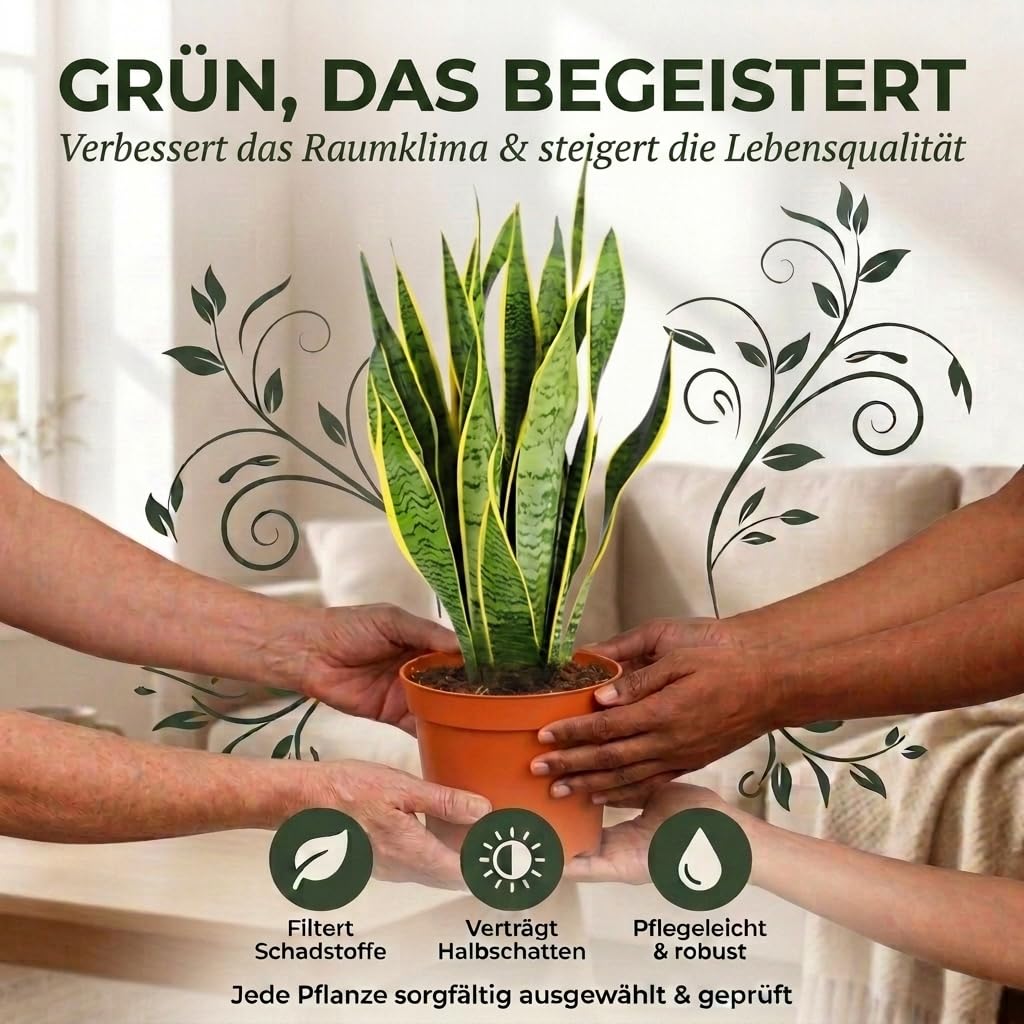 Bogenhanf | 2er-Set | Sansevieria laurentii | ca. 40-50 cm | ø 12-15 cm Topf | Pflegeleichte Zimmerpflanzen für Wohnung und Büro | Qualität vom Pflanzen Profi | Ideale Raumbegrünung