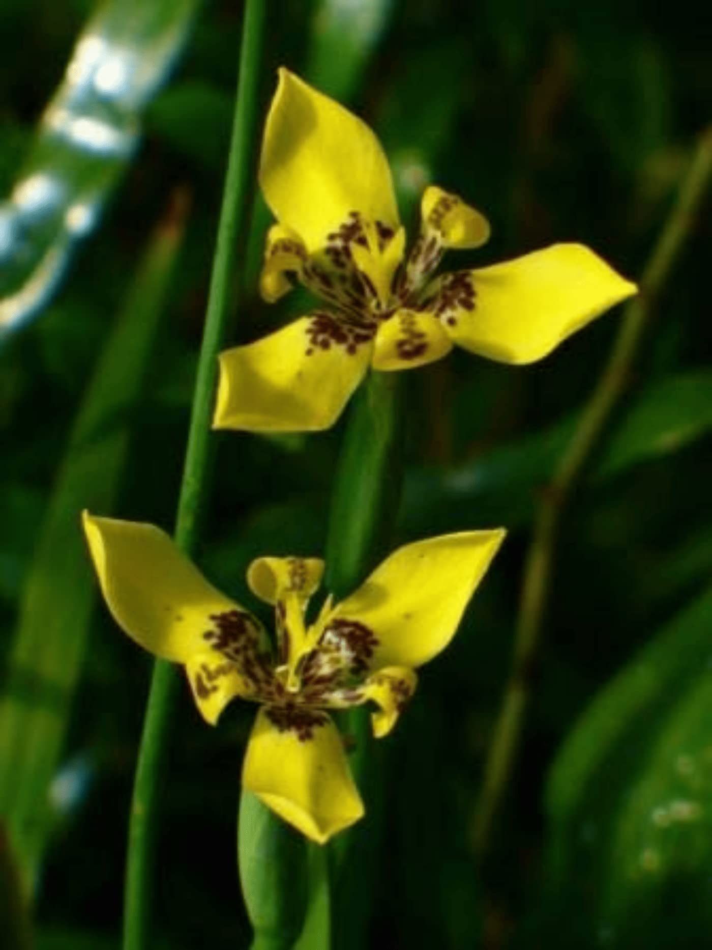 Garden Art New Imported Neomarica Longifolia Yellow Walking Iris, (Pack of 1 Healthy Live Plant) Nursery Growers Bag/Pot (B09TH19K49) Amazon Price History, Amazon Price Tracker