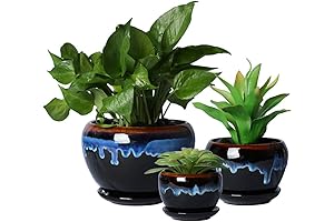 SQOWL Glazed Ceramic Plant Pots for Succulents, Herbs, Cacti