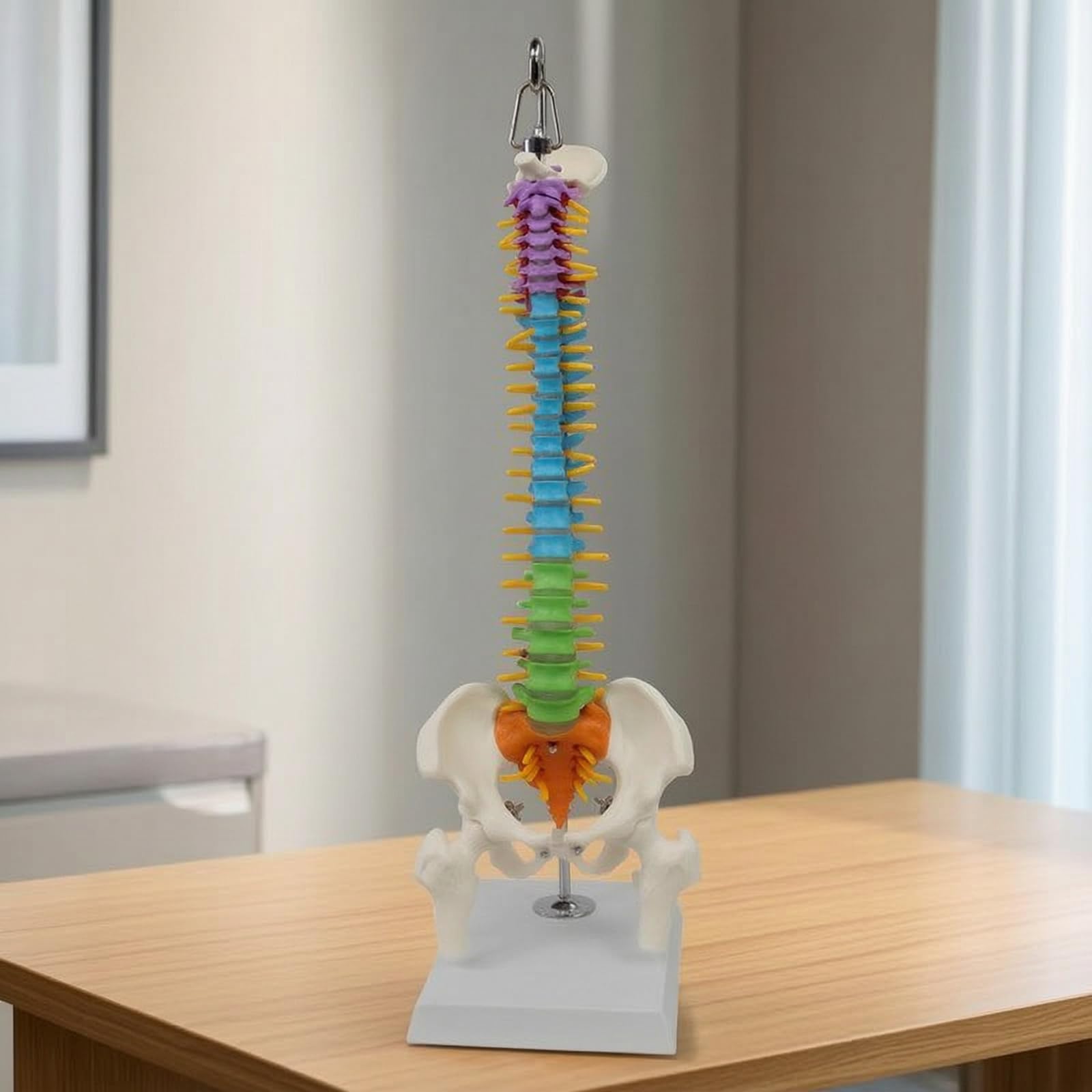 Modello Colonna Vertebrale Spina Dorsale con Pelvi Scheletro Gamba in PVC Colorato per Studio Vertebre con Base Stabile E Gancio Adatto per Aule Studio Chiropratica Formazione Medica