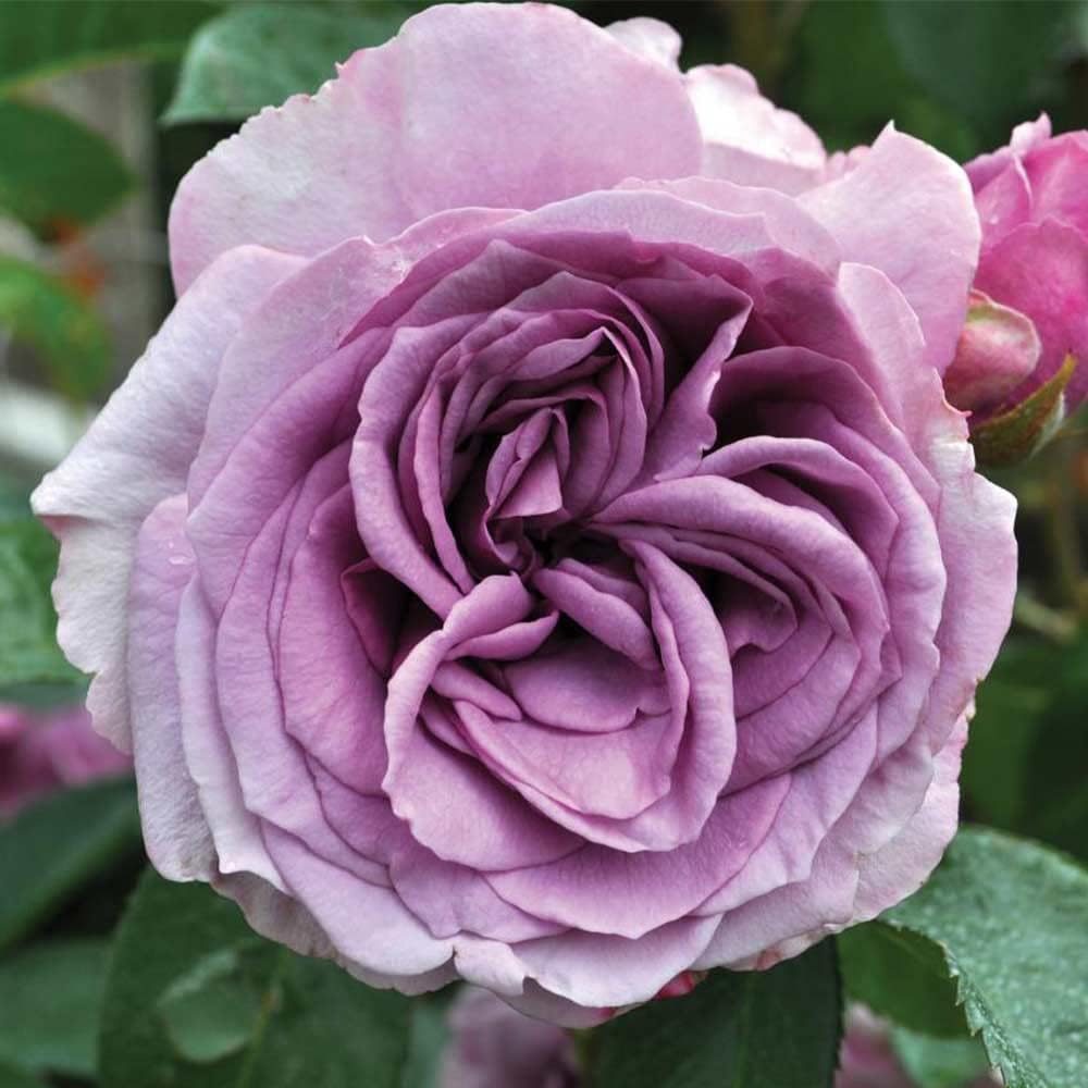 Heirloom Climbing Roses, Live Own Root Plant for Outdoor Garden, Arborose® Quicksilver, Moderately Fragrant, Hardiness Zones 5-9, Repeat Blooming