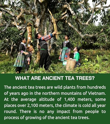 Image of VIXI Green Oolong Tea Bags, 150 Counts, Vietnam's Mountain Tea, Caffeinated, Tagless, Balanced Taste, 100% Natural from Ancient Tea Tree, Perfect for Hot and Cold Brew