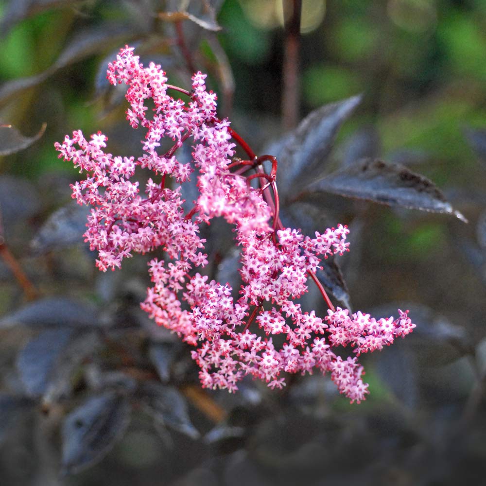 Thompson & Morgan Hardy Perennial Flowering Elder Shrub, Sambucus ‘Black Beauty’, Potted Garden Plants Ideal for Wildlife Gardens, Patio and Containers (1 x 3 Litre Pot)