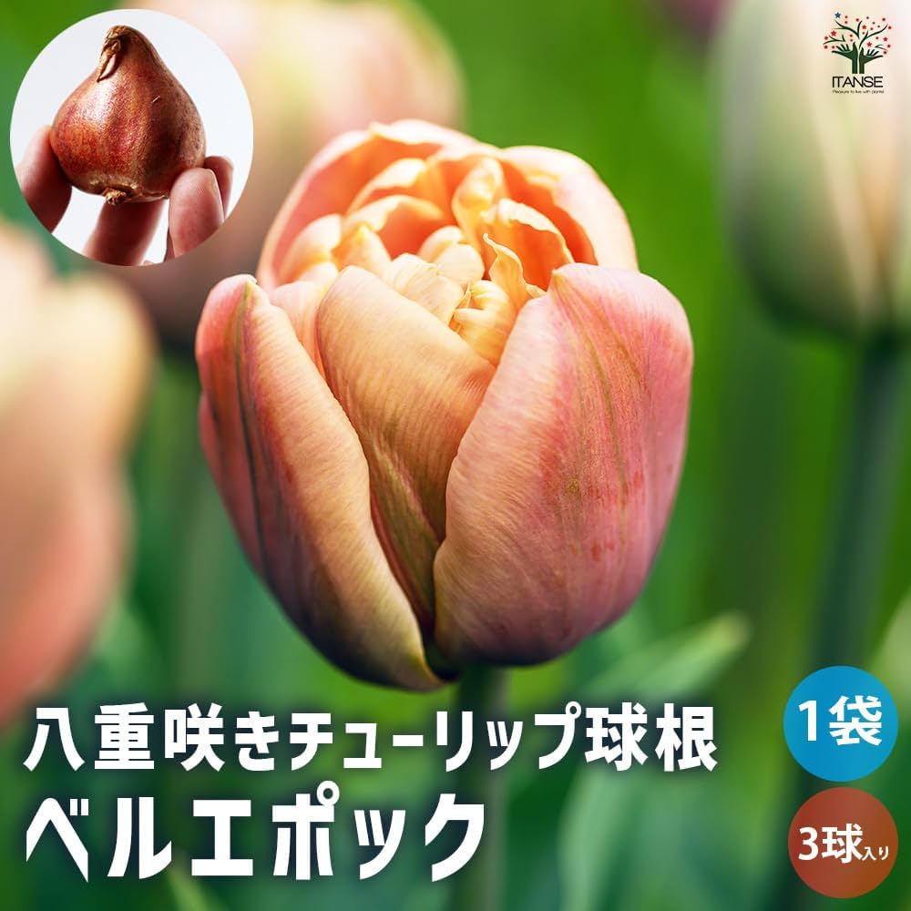 Amazon.co.jp: ITANSE 八重咲きチューリップ ラ・ベルエポック 3