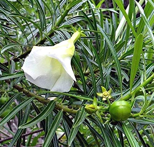 Guruji Plantation - Imported Kaner Live Plant in White Color with Beautiful Pot. (B08LH8BRR1) Amazon Price History, Amazon Price Tracker