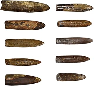 iplusmile 10pcs Paleontology Belemnite Fossil Specimen Science Ornament Laboratory Supply