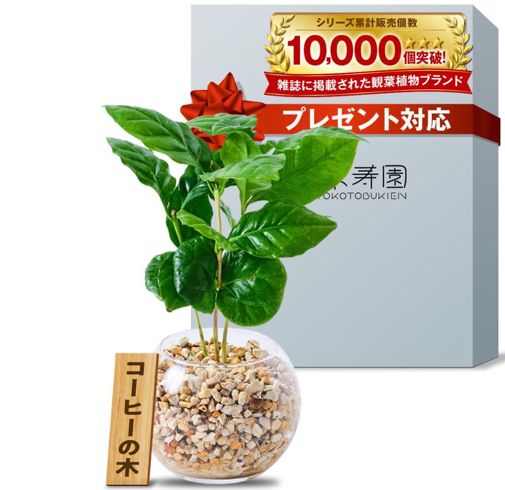 Amazon｜東京寿園 コーヒーの木 観葉植物 本物 ミニ 土を使わ