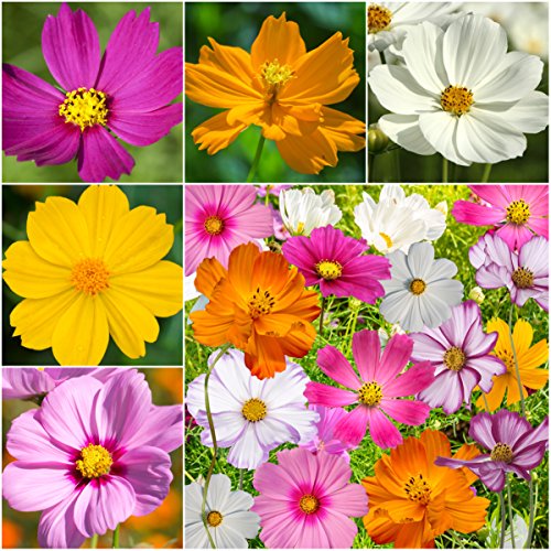 Seed Needs, Large 2.1 Ounce Package Of 7,000+ Crazy Mix Cosmos Seed Mixture For Planting (Cosmos Bipinnatus Butterfly Attracting Cosmos Mixture) 10+ Varieties Open Pollinated - Bulk #TOP1