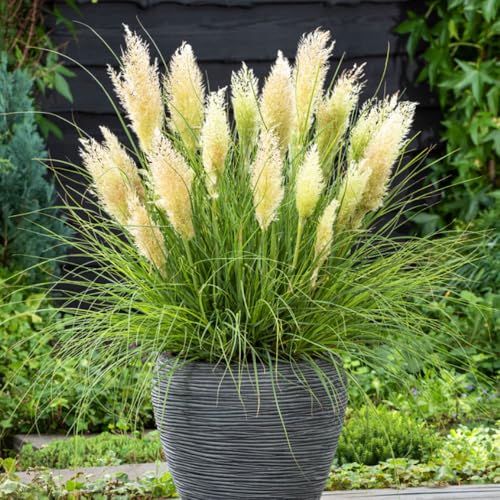 YouGarden Cortaderia 'Tiny Pampa', Pair of Established Plants in 9cm Pots, Pampus Grass for Gardens, Ready to Plant Pampus Grass