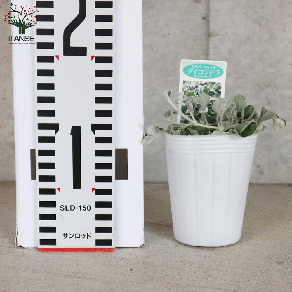 まとめ買いで¥150 ダイコンドラ シルバーフォールズ 多年草 手の平に