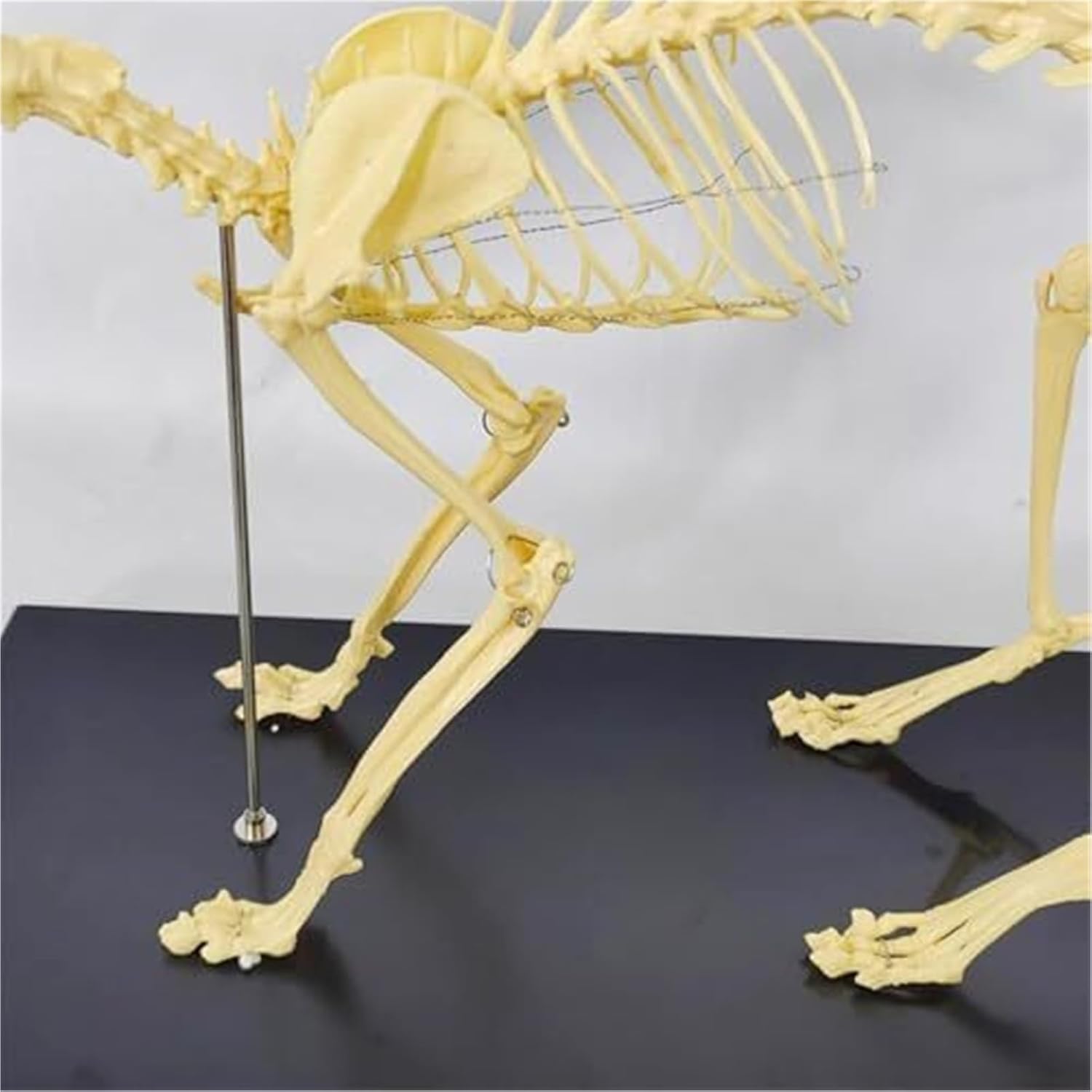 Cat Skeletal Anatomy Model, Veterinary Teaching Specimen, Detachable Spinal Joints
