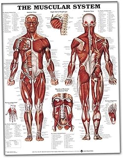 Muscular System Wall Chart Lifelike Anatomical Learning 50x70cm Silk Cloth Poster Muscle Anatomy ChartAnatomical Paper Mus...
