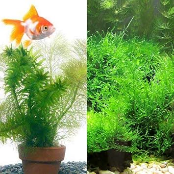 Amazon 水草 ジャイアント南米ウィローモス メダカ 金魚藻 ミニ寄植え鉢 水中葉 １セット 北海道航空便要保温 Charm チャーム 生体水草 通販