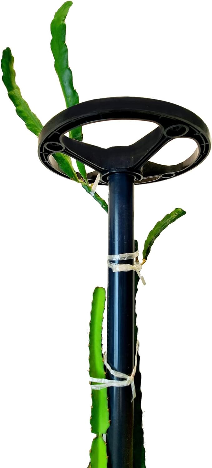 Dragon Fruit Trellis TOWER Plant Cage Cactus Climbing Support (60-inch/Dark Gray (Schedule 80))