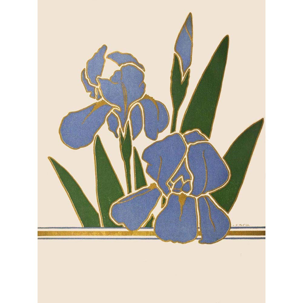Wee Blue Coo Flower Iris Vintage Advert Flower Boddingtons Art Print Poster Wall Decor 12X16 Inch