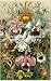 Ernst Haeckel Art Forms in Nature (Plates 51-75): (Introductions to Art) 25 Full Color Plates