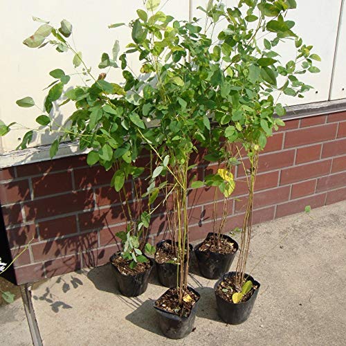 パープルヤマハギ苗木　1〜1.5メートル パープルヤマハギ苗木 1〜1.5メートル パープルヤマハギ苗木 1〜1.5