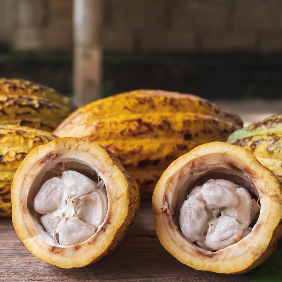 Cocoa☆ Floral Treasure Cocoa Chocolate Fruit Plant (Yellow, Hybrid
