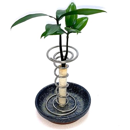Amazon 日本古来の植物 ご神木 梛 なぎ の木 と うさぎ庵特性 豆皿 紺蛍色 と スパイラルスタンド 土なし 清潔 水やり簡単 セラハイト 置物 オブジェ オンライン通販