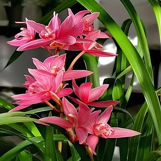 Orchid Seeds Beginner Kit 100pcs - Easy Grow on Wood Chips, Indoor Blooming Flowers Non-GMO with Planting Guide