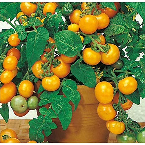 Yellow-Dwarf-Bush-Tomato-Seeds-for-Planting-About-50-Seeds Yellow-Dwarf-Bush-Tomato-Seeds-for-Planting-About-50-Seeds