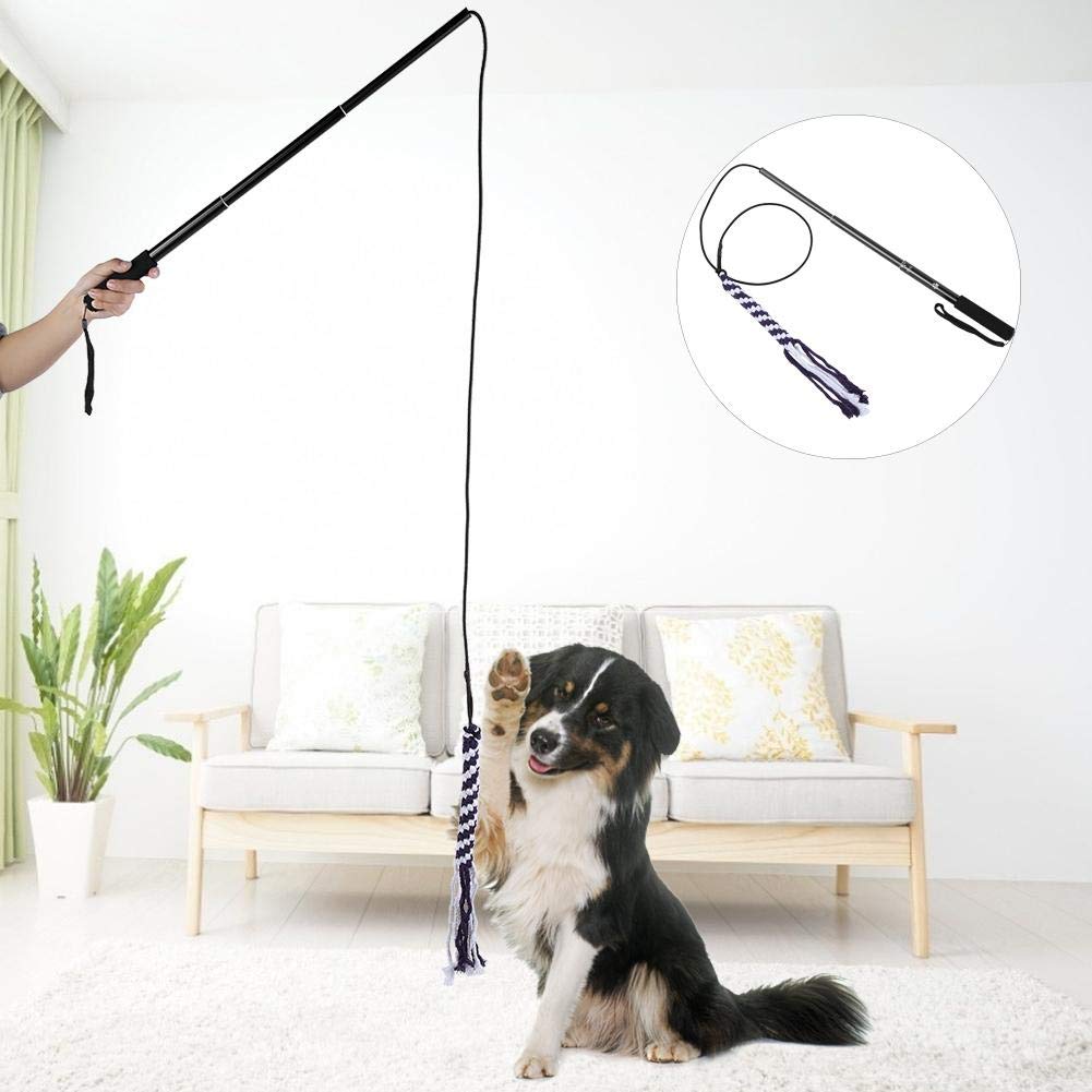 Waarom kleine honden vaak ouder worden dan grote honden