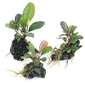 【第四種郵便】専用！活着水草流木　3点 第四種郵便物 DE 南米ウィローモス - さいのじ＠サイドイレブン