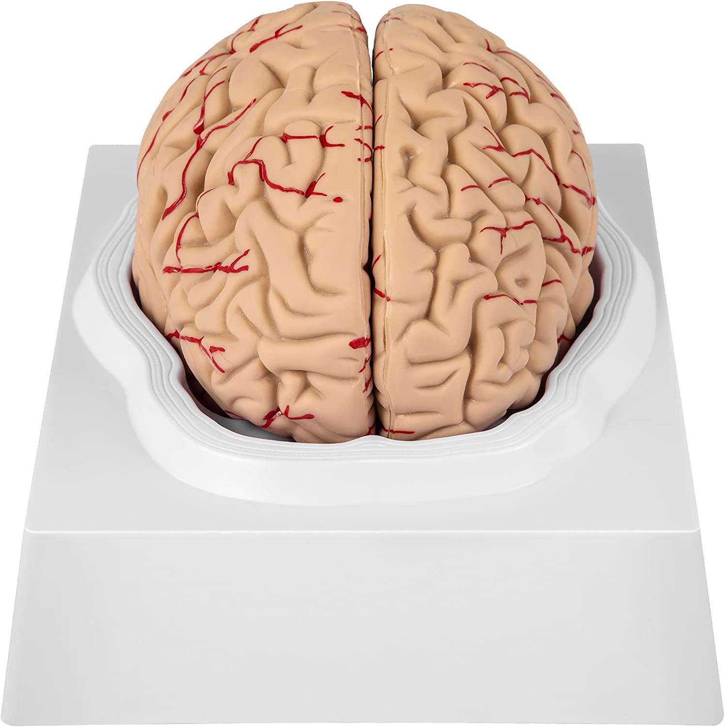 Kt Human Brain Model Anatomy 8 Part Model Of Brain | Desertcart INDIA