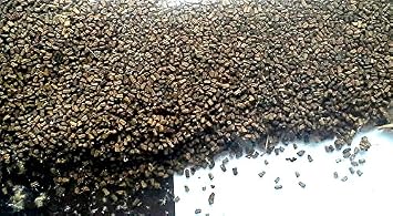 Great Mullein Verbascum thapsus Seeds. Wild Harvested.