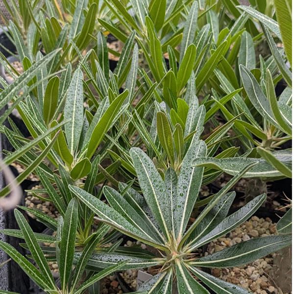 Amazon｜国産実生 パキポディウム・グラキリス 1株 Pachypodium