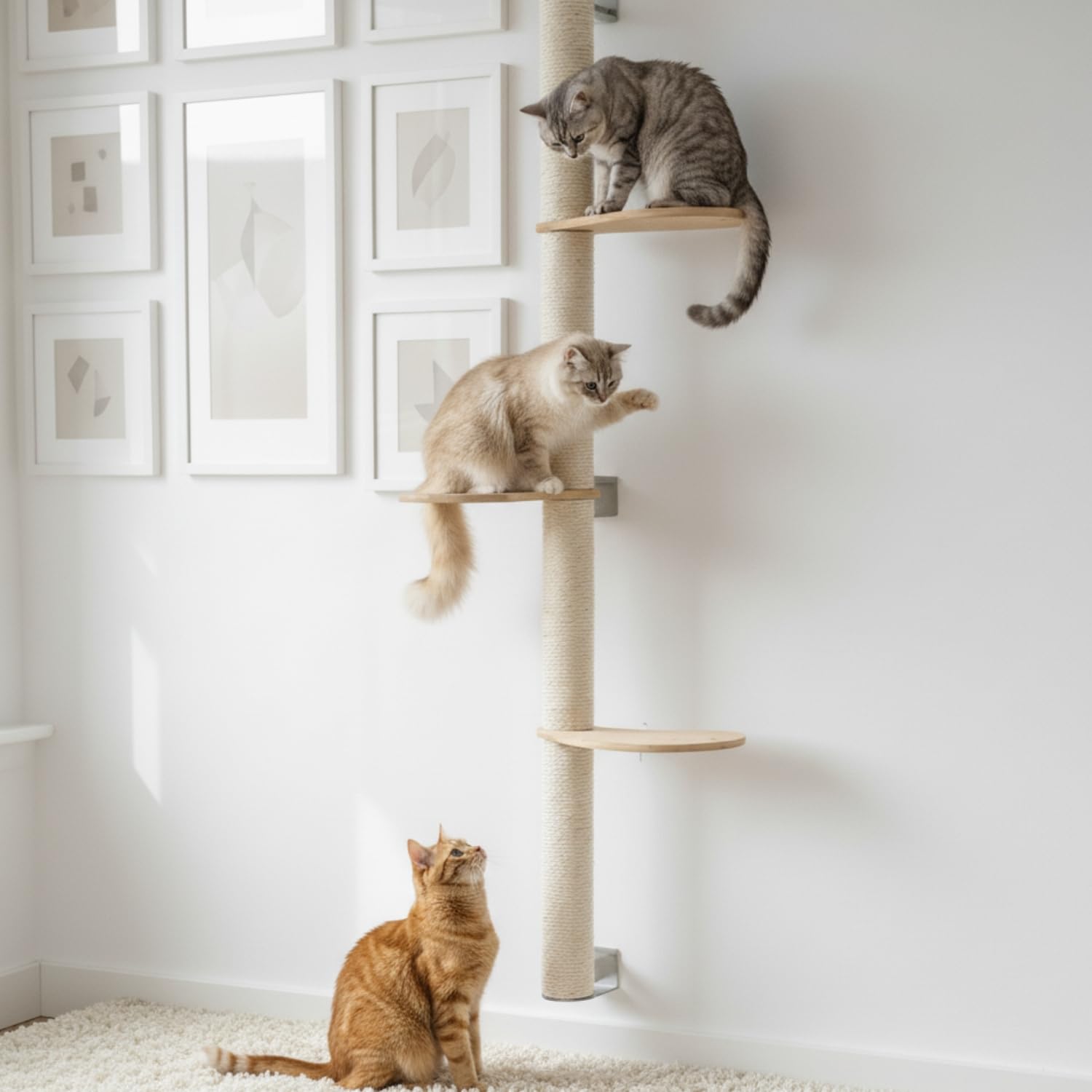 eyepower 170 cm Wandkratzbaum Luna mit 3 Plateaus zum Klettern - Kratzbaum Groß für Katzen - Kletterbaum mit Wandhalterung - Katzenbaum zur Wandmontage - Kletterwand Katze Kratzstamm Kratzsäule Wand