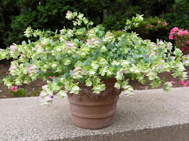 Amazon.co.jp: 宿根草 観賞用ハーブ オレガノ ケント