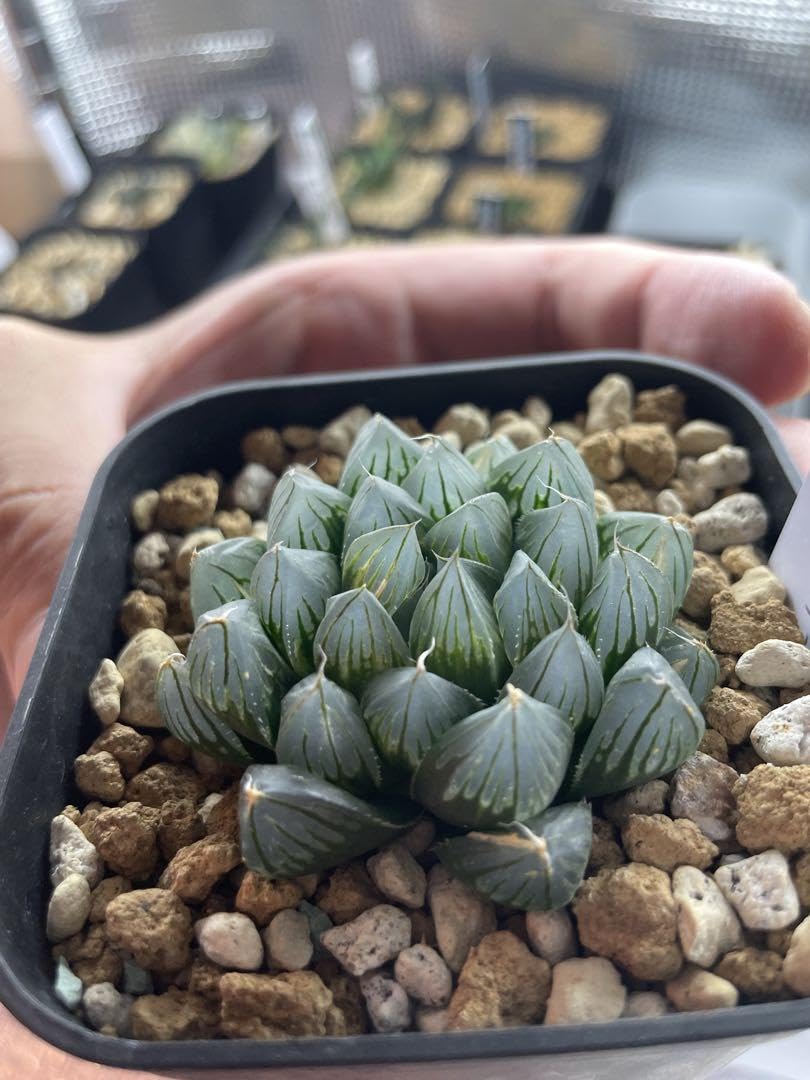 サンショウ　抜き苗　S 41XbnxXEz6L._AC_UL210_SR210,