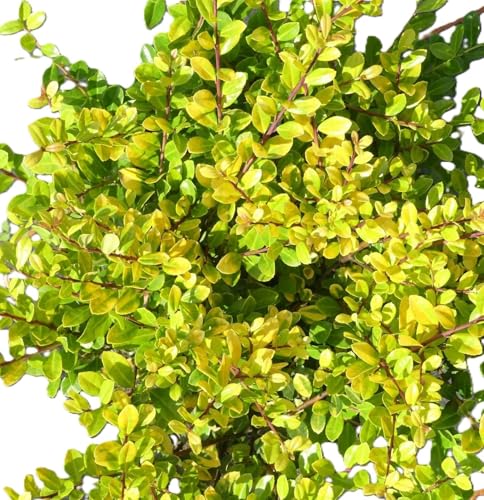 Bergilex Ilex crenata « Golden Gem » jaune 25-30 cm à feuilles persistantes pour élevage en plein air