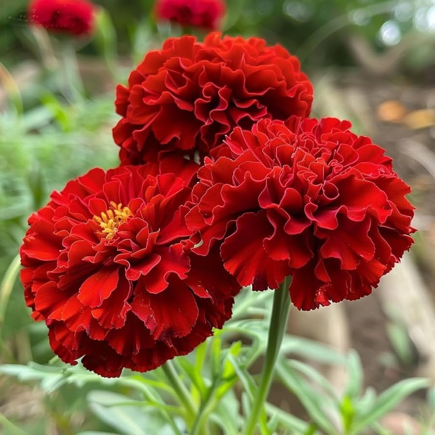 Image of Red Marigold Flower Seeds for Planting - Easy to Grow, Bright Blooms, Ideal for Home Garden & Pots(Pack of 100 Seed)