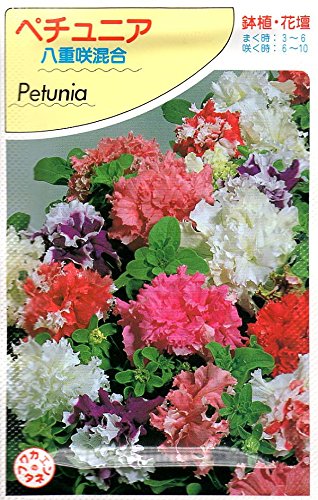 ペチュニア 大輪咲き鉢植え