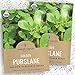 Organic Golden Purslane (Verdolaga) Seeds - 2 SEED PACKETS! - Over 1000 Open Pollinated Non-GMO USDA Organic Seeds - World's Healthiest Green!