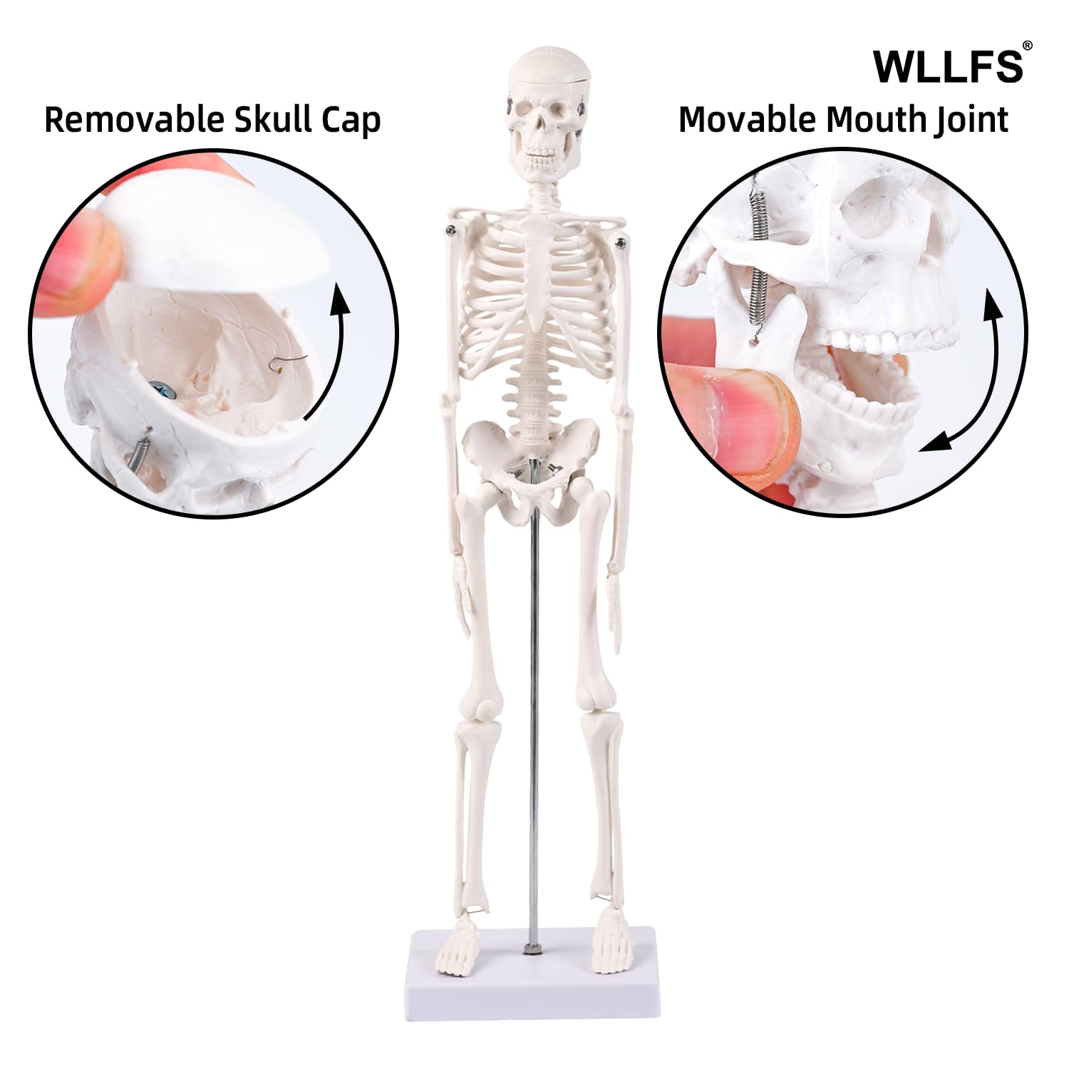 17.72 Inch Mini Skeleton Anatomy Model,Realistic Human Skeleton Model with Movable Arms and Legs, Scientific Anatomical Bone Model,Educational Teaching Display & Halloween Decoration