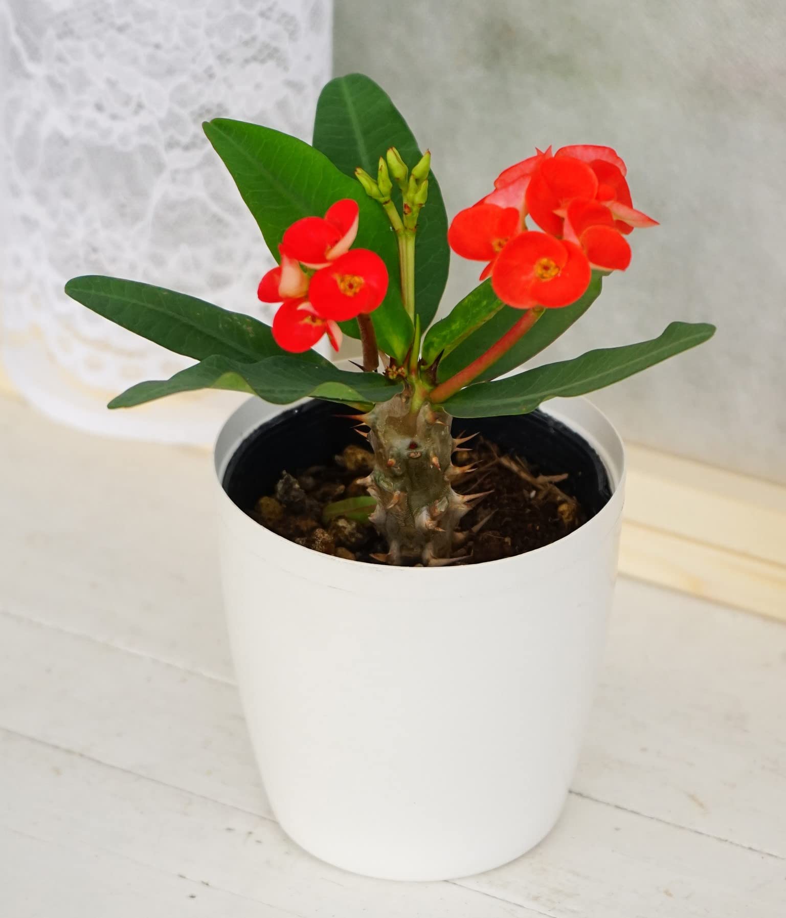 Amazon.co.jp: × はなみどり ハナキリン ポイシアン 八福神 赤系 1株