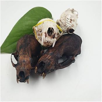 デザフェス 骨 アクセサリー 頭骨 本物 イタチ テン 61ScWOSR7rL._UF350,350_QL80_.jpg
