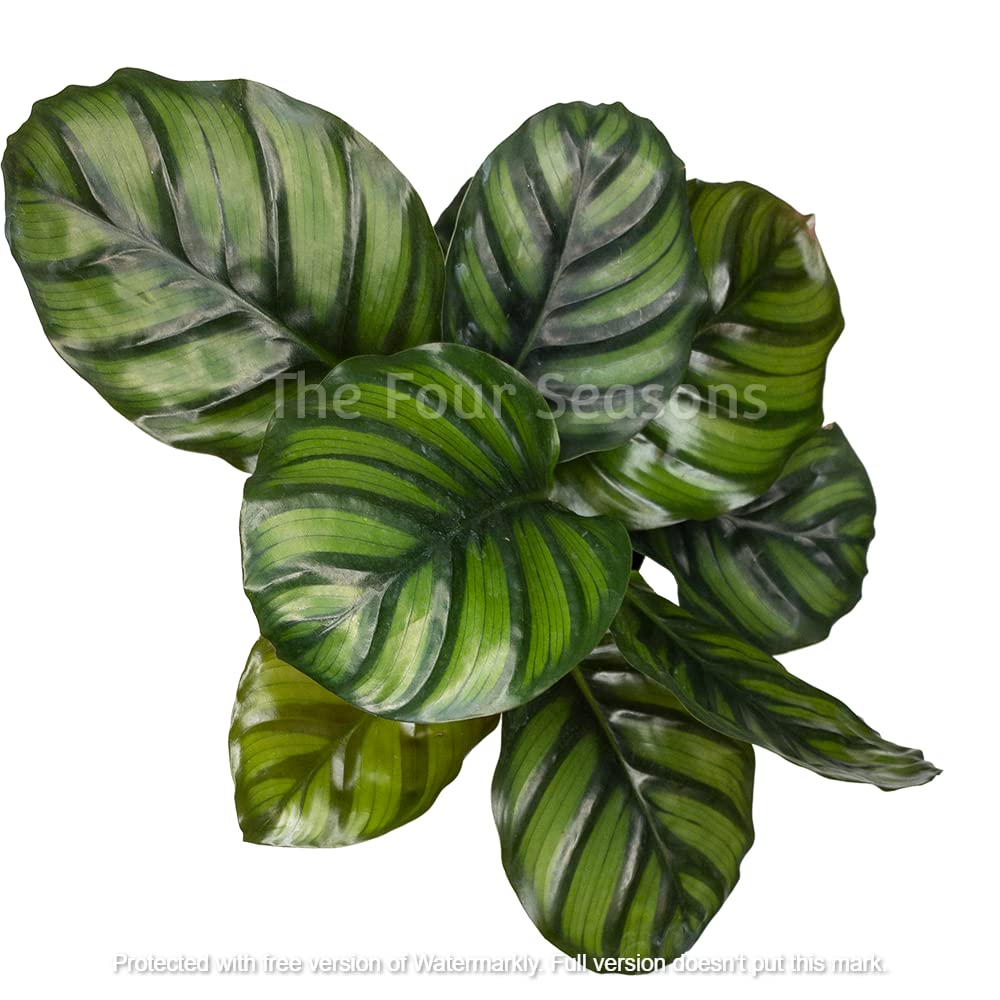 The Four Seasons Calathea Fasciata Rare Imported Variety Natural Live Plant in Pot (B07BW98GFS) Amazon Price History, Amazon Price Tracker
