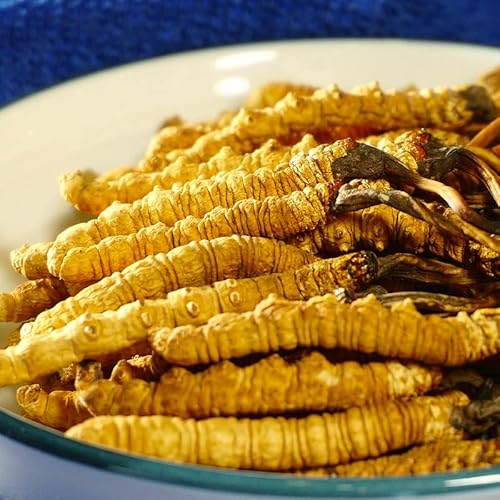 Wild Cordyceps Sinensis;Wild Cordyceps Sinensis 9G #TOP1