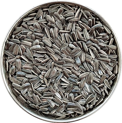 CybeXis Large Size Sunflower Seeds for Indian Parrot-[1Kg]