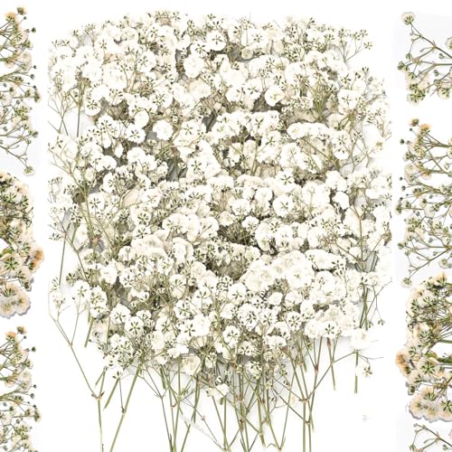 Flores Secas Naturales, 100 Flores Preservadas, Flores Secas Manualidades Respiratorias para Bebé, Blanco Y Delicado Paniculata Preservada, para Hacer Velas De Resina, Joyas De Uñas, Manualidades