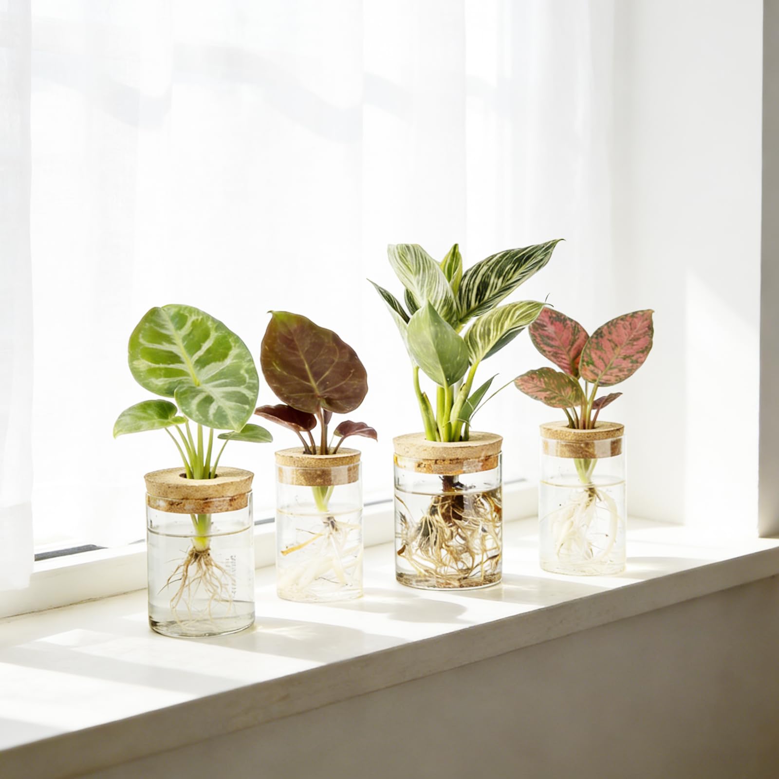 BigKing Terrario hidropónico para plantas de 4 piezas con tapa de madera, juego completo de jardín de botellas, terrario de plantas, vidrio hidropónico para plantas de flores y plantas de interior