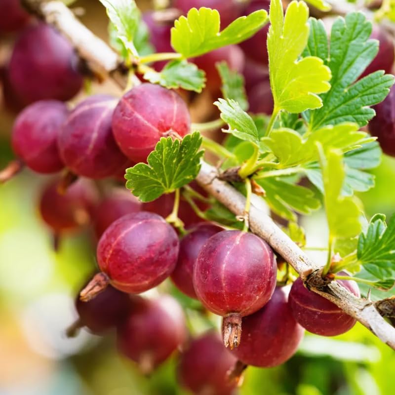 Red Gooseberry Plant Live for Planting, Gooseberry Bush Live Plant 5 to 9 Inch Height, Gooseberry Fruit Tree