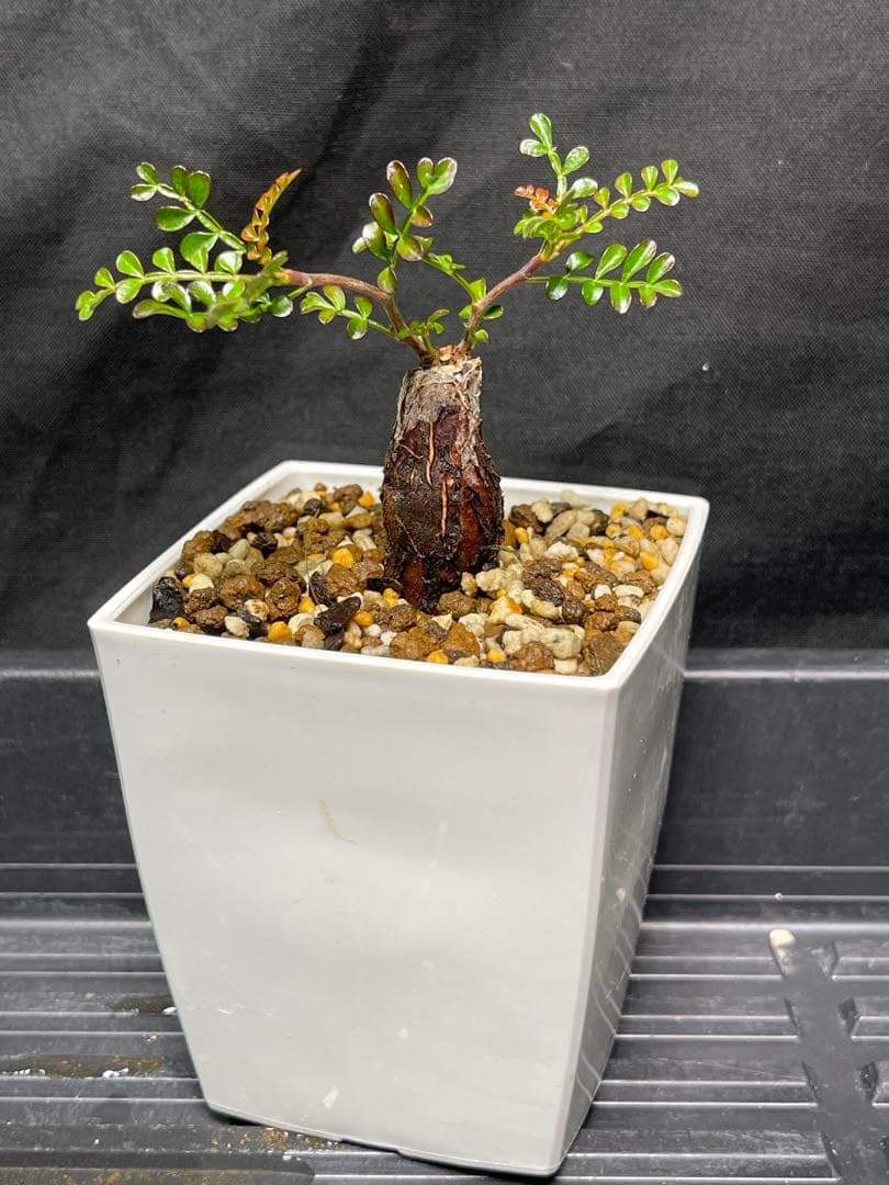 Amazon｜オペルクリカリア パキプス 根挿し株 ポットごと｜観葉植物