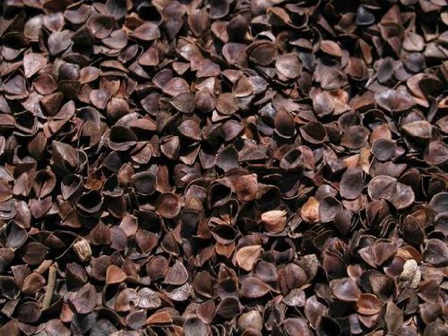 Pula di grano saraceno biologico (tegumento)