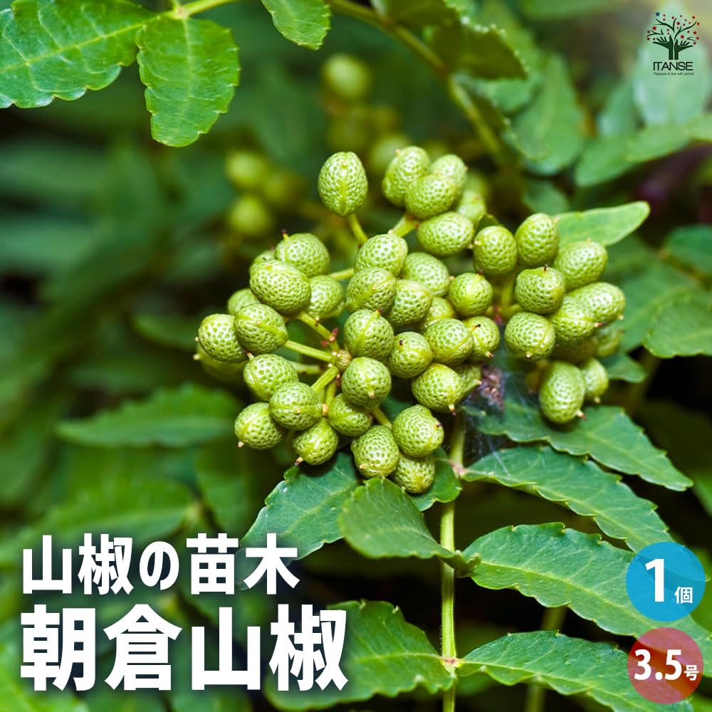 Amazon.co.jp: ITANSE 山椒の苗木 品種：朝倉山椒 3.5号 1
