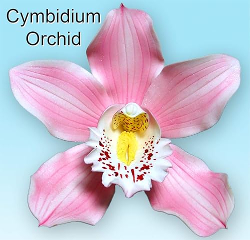 Miniatura 3 de WSA - Vetas de pétalos de doble cara de orquídea Cymbidium (juego de 2)